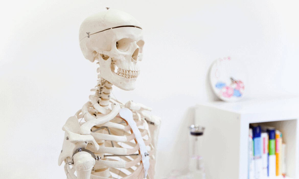 Skelett